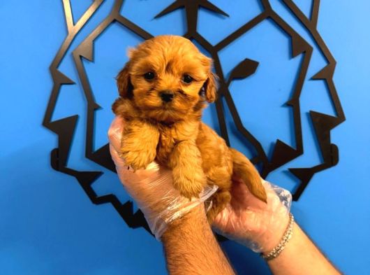 Safkan Malti̇poo Yavrularimiz görsel