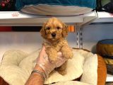 Safkan Malti̇poo Yavrularimiz