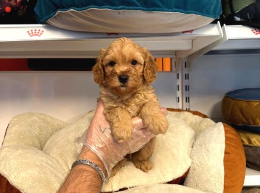 Safkan Malti̇poo Yavrularimiz görsel