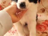 ANKARA BORDER COLLIE YAVRULARI