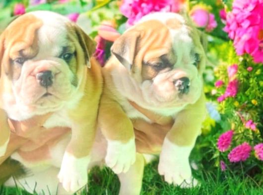Nadi̇r  Kali̇tede  İngi̇li̇z  Buldog Yavrular