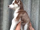 Husky Bebekler