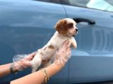 Cavalier King Charles Teslime Hazır Yavrular