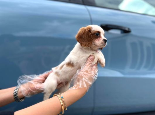 Cavalier King Charles Teslime Hazır Yavrular görsel