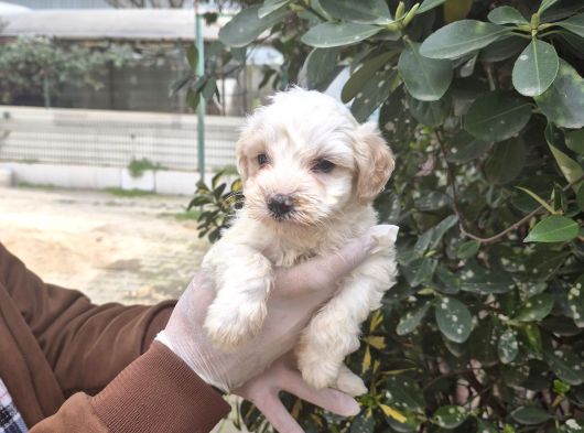 Korean Maltese Terrier Yavrular Mama Ve Malzeme Paketi görsel
