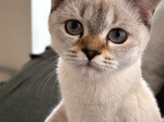 British Blue Point görsel
