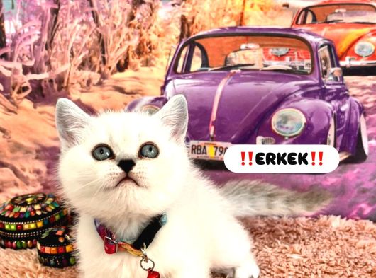 Irkı Ve Sağlık Garantili Yavrular