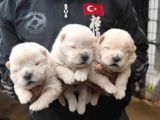 Chow Chow Yavrularımız Mama Malzeme Kampanyalı