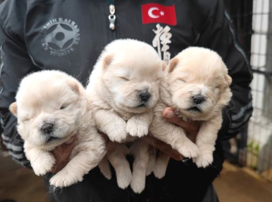 Chow chow yavrularımız mama malzeme kampanyalı