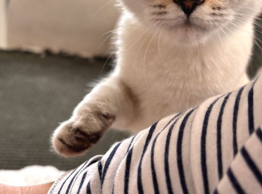 British Blue Point görsel