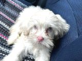 2 Aylık Maltipoo Yavru Mavi Gözlü Pembe Burunlu