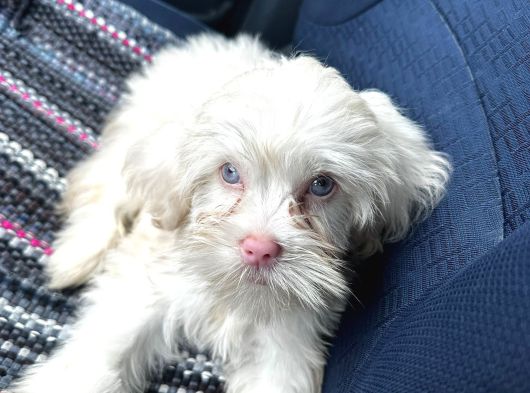 2 Aylık Maltipoo Yavru Mavi Gözlü Pembe Burunlu görsel