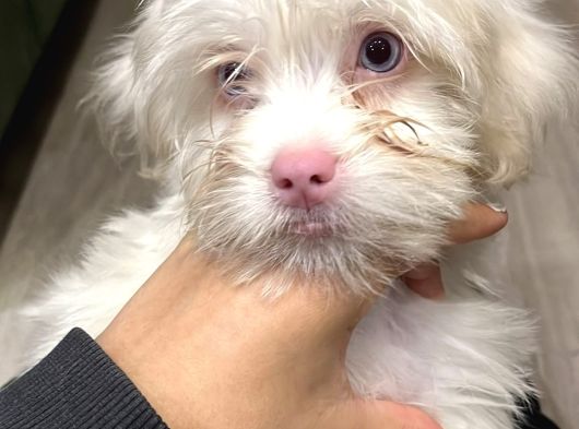 2 Aylık Maltipoo Yavru Mavi Gözlü Pembe Burunlu görsel