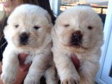 Chow Chow Yavrularımız Mama Malzeme Kampanyalı