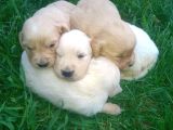 Golden Retrivers Yavruları Mama Ve Malzeme Kampanlali