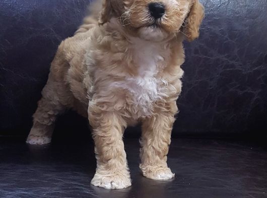 Çok Uygun Rakamlara  4-5 Ayli̇k Erkek Malti̇poo Yavrular görsel