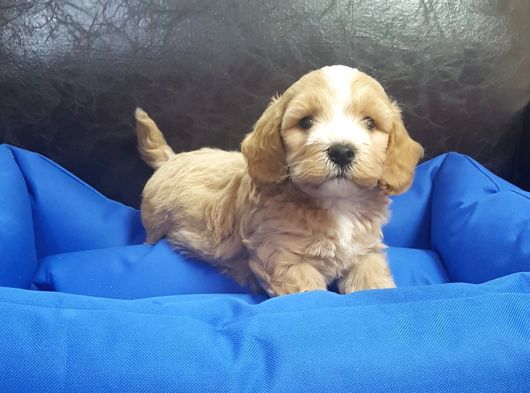 Çok Uygun Rakamlara  4-5 Ayli̇k Erkek Malti̇poo Yavrular görsel