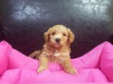 Çok Uygun Rakamlara  4-5 Ayli̇k Erkek Malti̇poo Yavrular