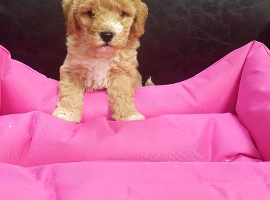 Çok Uygun Rakamlara  4-5 Ayli̇k Erkek Malti̇poo Yavrular görsel