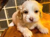Maltipoo Yavrularımız Uygundur