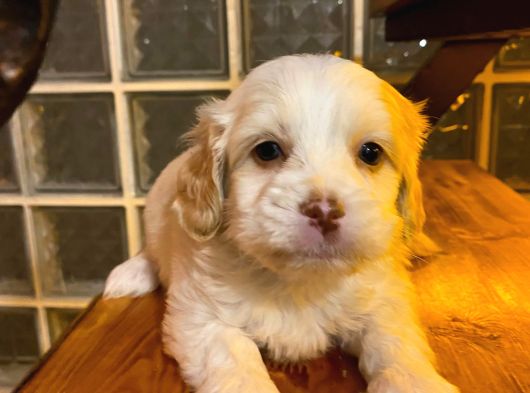 Maltipoo Yavrularımız Uygundur görsel