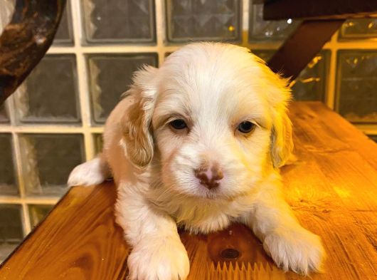 Maltipoo Yavrularımız Uygundur