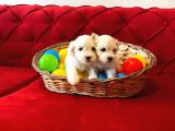 Maltipoo Bebeklerimiz Evimizin Neşesi