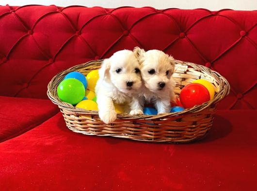 Maltipoo Bebeklerimiz Evimizin Neşesi görsel