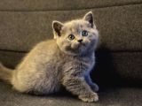 Gri british shorthair 2 aylık yavrumuz