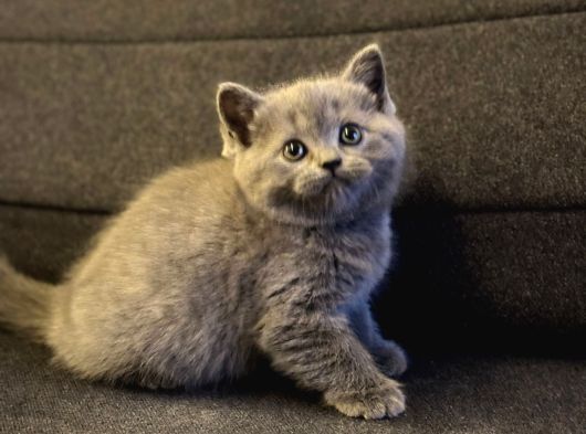 Gri British Shorthair 2 Aylık Yavrumuz