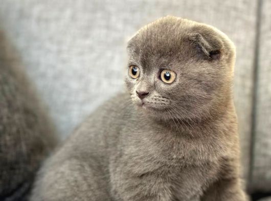 Orijinal Safkan Scottish Fold Yavrumuz görsel