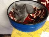 British Shorthair Ankara