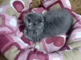 British Shorthair Ankara