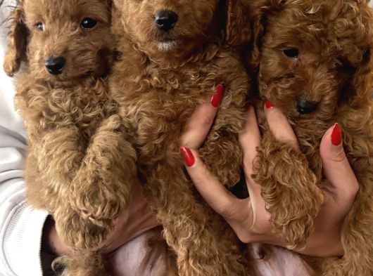 Birbirinden Güzel Toy Poodle Bebeklerimiz görsel