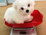 Korean Maltese Terrier Yavrular Mama Ve Malzeme Paketi