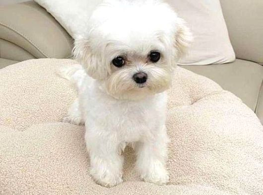 Korean Maltese Terrier Yavrular Mama Ve Malzeme Paketi görsel
