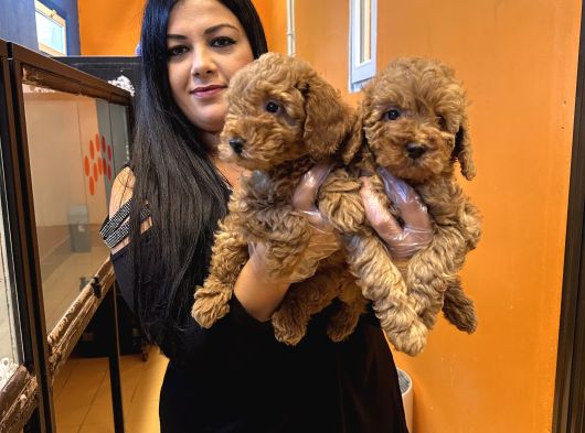 Orjinal red toy poodle yavrularım