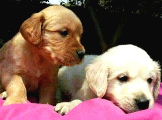 Golden Retrivers Yavruları Mama Ve Malzeme Kampanlali görsel