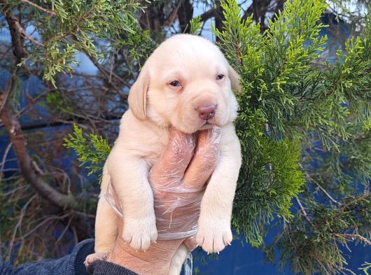 Çok Uygun Şartlarda 5 Aylik Di̇şi̇ Labrador Yavrular görsel