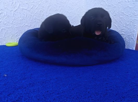Çok Uygun Şartlarda 5 Aylik Di̇şi̇ Labrador Yavrular
