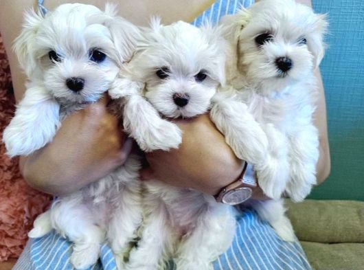 Maltese Terrier Safian En Kucuk Boy Yavrularimiz görsel
