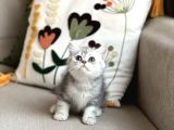 Sevi̇mli̇ Surat Bri̇ti̇sh Shorthai̇r Yavrum