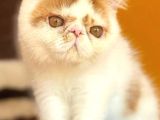 Kedi Lerim  Ile Ilgili Bilgi Için Lütfen Arayın
