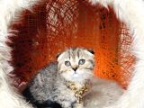 Scottish British Black Golden Tabby Yavrular