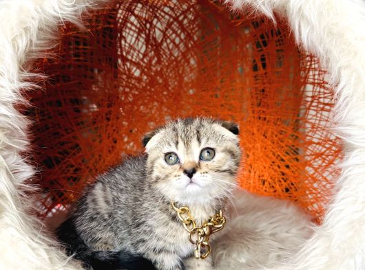 Scottish British Black Golden Tabby Yavrular görsel