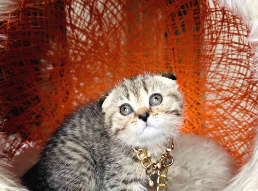 Scottish British Black Golden Tabby Yavrular görsel