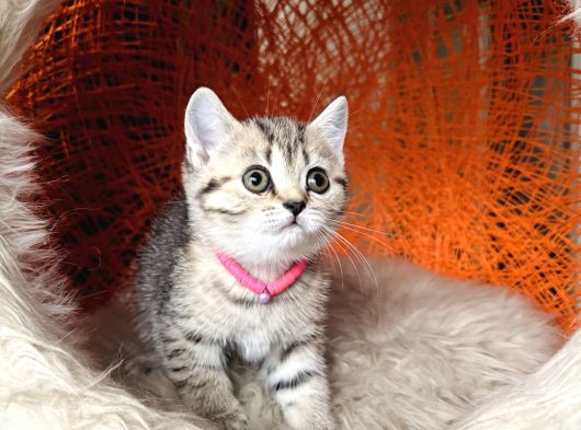 Scottish British Black Golden Tabby Yavrular görsel