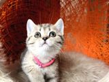 Scottish British Black Golden Tabby Yavrular