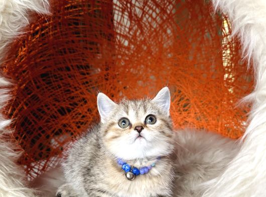 Scottish British Black Golden Tabby Yavrular görsel