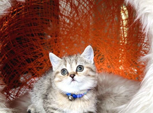 Scottish British Black Golden Tabby Yavrular görsel